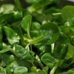 Valeriana verde fresca in un campo innevato, ideale per insalate invernali.