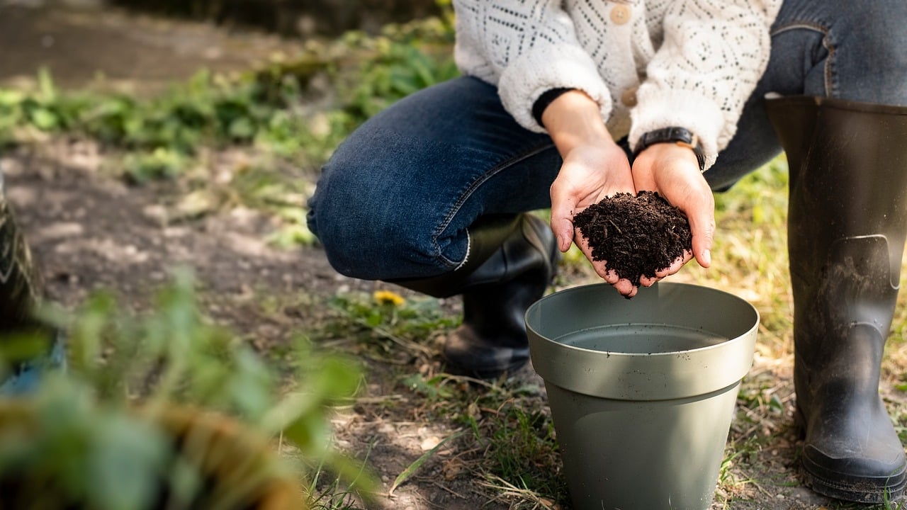 Una pianta verde con terreno arricchito da fondi di caffè, evidenziando il metodo di concimazione.