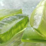 Aloe Vera scura e gelatinosa in un vaso, pronta per un recupero estremo.