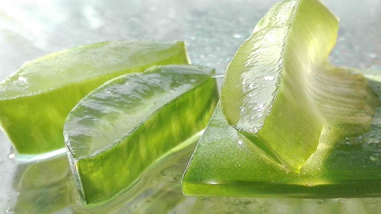 Aloe Vera scura e gelatinosa in un vaso, pronta per un recupero estremo.